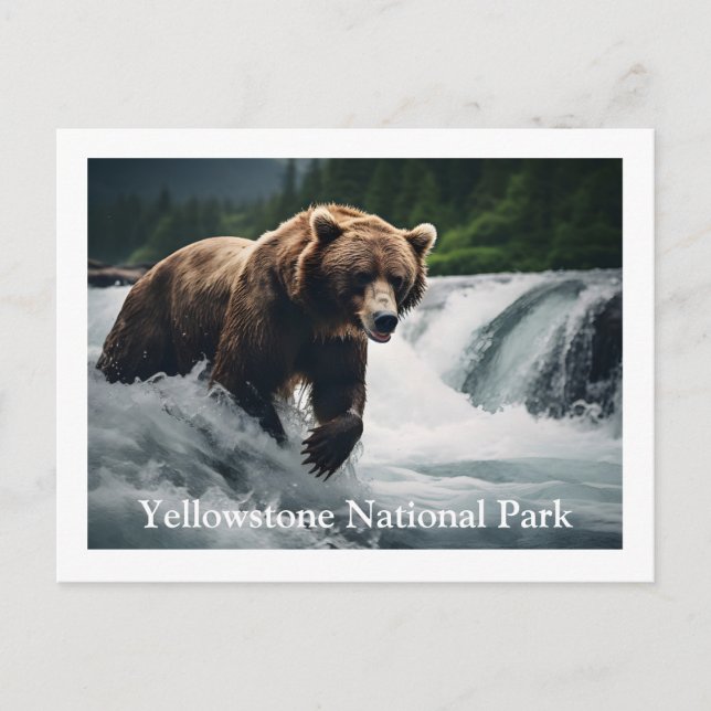 Yellowstone Grizzly Bear-vykort Vykort (Framsida)