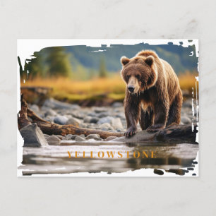 Yellowstone Grizzlybjörn vykort