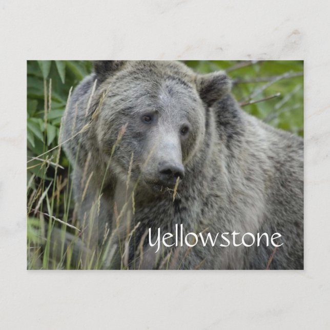 Yellowstone grizzlybjörn vykort (Framsida)