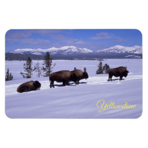 Yellowstone Magnet