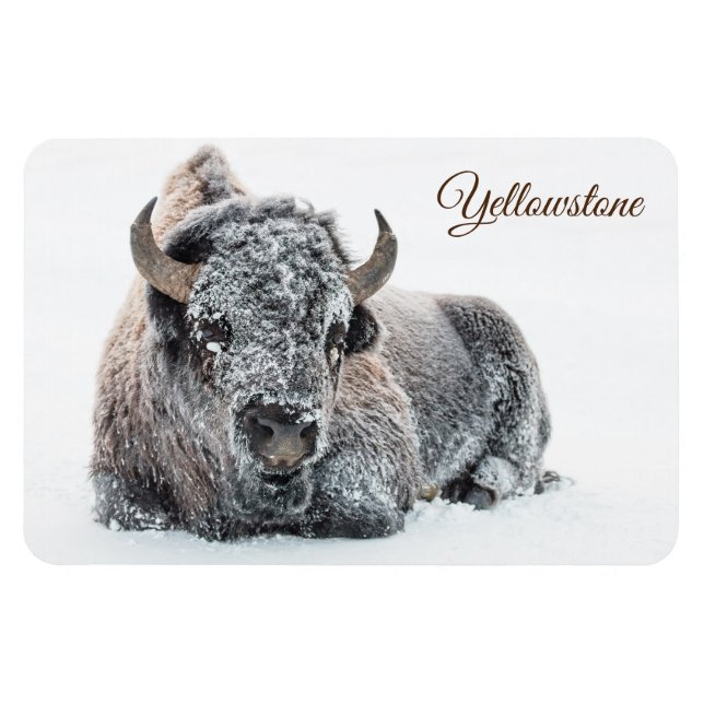 Yellowstone Magnet-Buffalo Magnet (Horisontell)