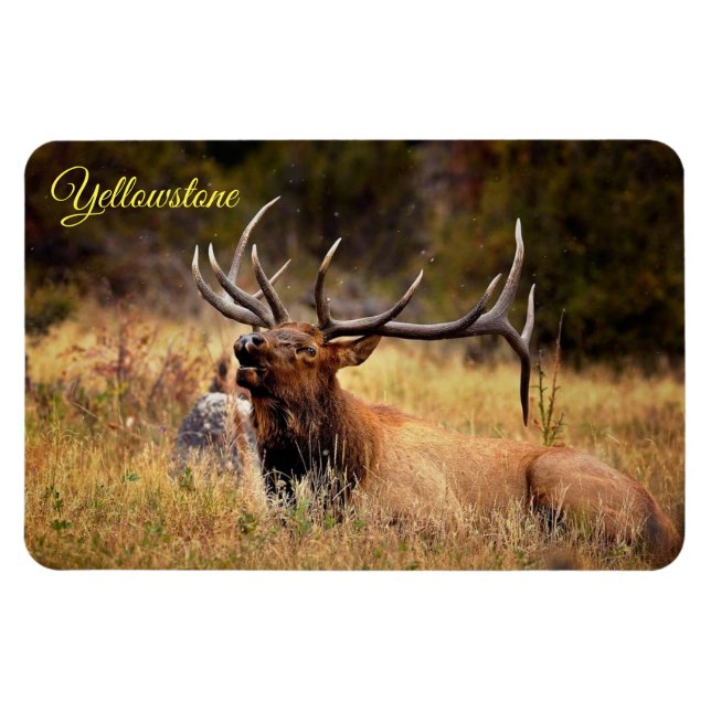 Yellowstone Magnet-Elk Magnet (Horisontell)