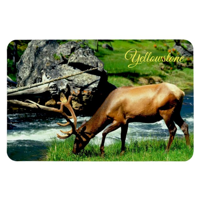 Yellowstone Magnet-Elk Magnet (Horisontell)