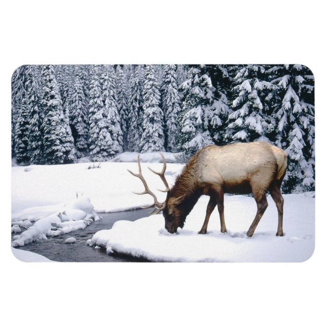Yellowstone Magnet-Elk Magnet (Horisontell)