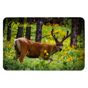 Yellowstone Magnet-Hjort Magnet