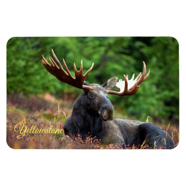 Yellowstone Magnet-Moose Magnet (Horisontell)