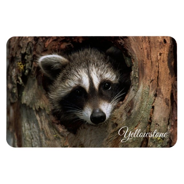 Yellowstone Magnet-Raccoon Magnet (Horisontell)