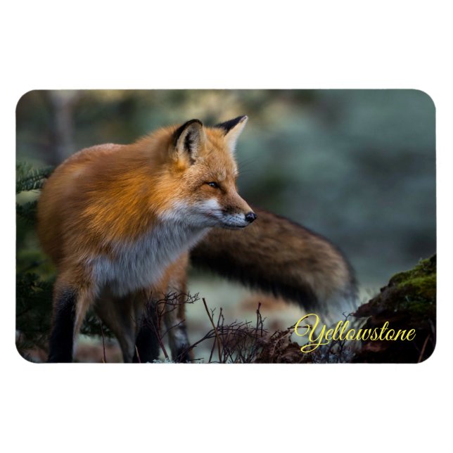 Yellowstone Magnet-Red Fox Magnet (Horisontell)