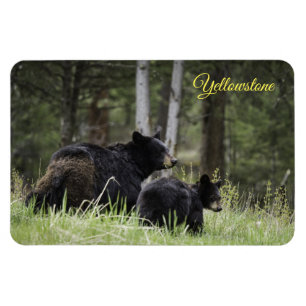 Yellowstone Magnet-Svart björn Magnet