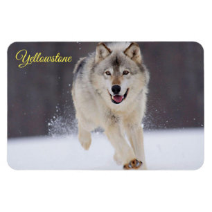 Yellowstone Magnet-Varg Magnet