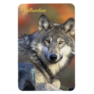 Yellowstone Magnet-Varg Magnet