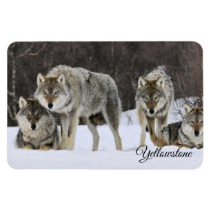 Yellowstone Magnet-Varger Magnet