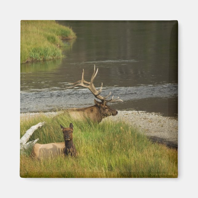 Yellowstone Mates Magnet (Framsidan)