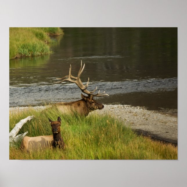 Yellowstone Mates Print Poster (Framsidan)