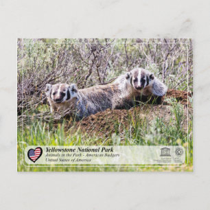 Yellowstone National Park - American Badger Vykort