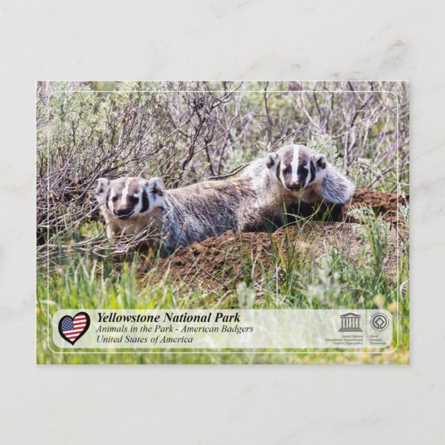 Yellowstone National Park - American Badger Vykort (Framsida)