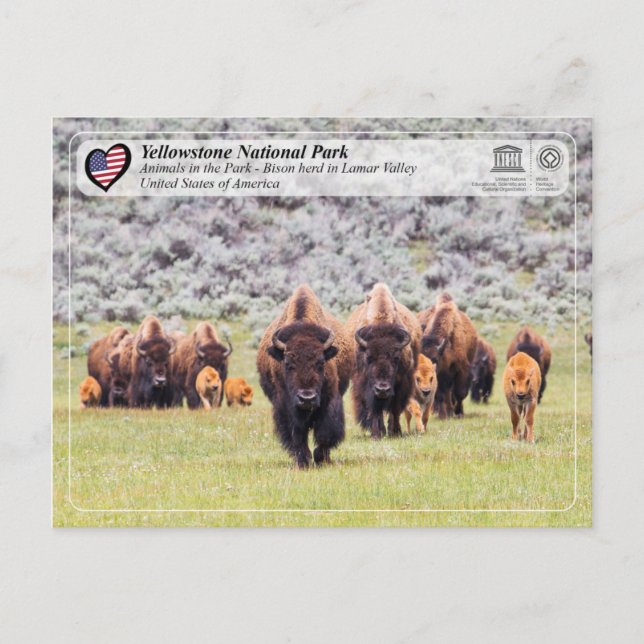 Yellowstone National Park - American Bison Vykort (Framsida)