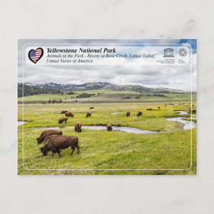 Yellowstone National Park - American Bison Vykort