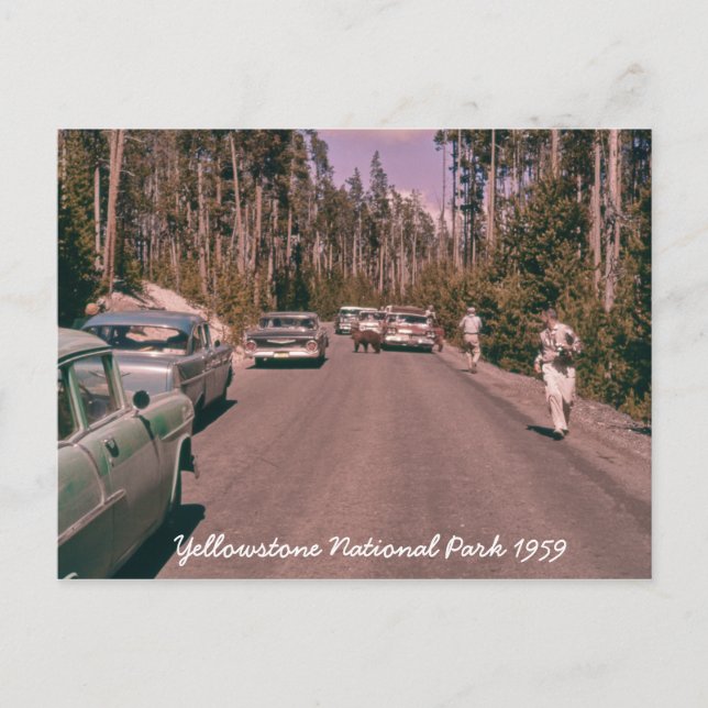 Yellowstone National Park Bear Mid-sekel Cars Vykort (Framsida)