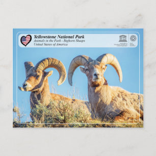 Yellowstone National Park - Bighorn Sheep Vykort