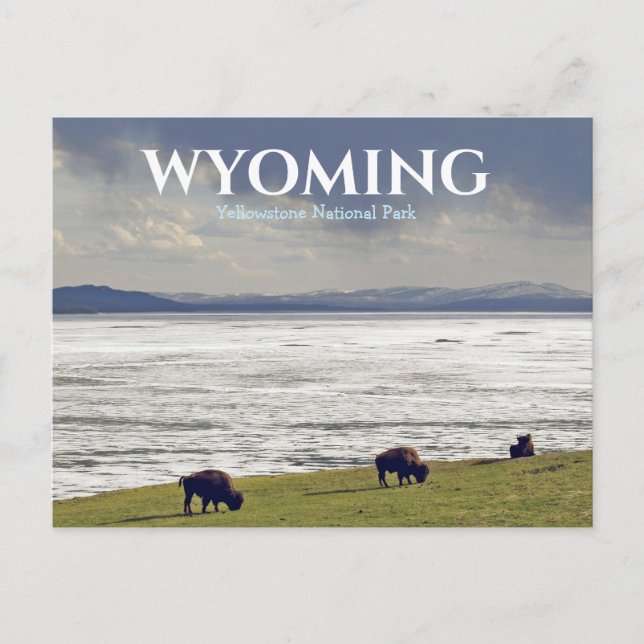Yellowstone National Park Bison Buffalo Resa Vykort (Framsida)
