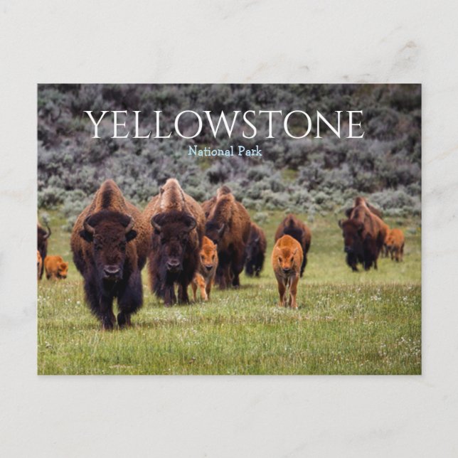 Yellowstone National Park Bison Buffel Vykort (Framsida)