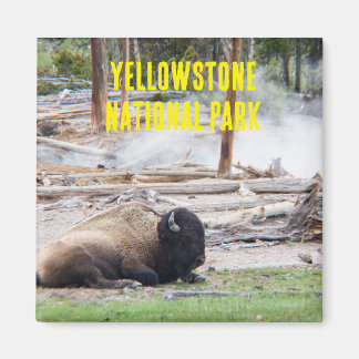 Yellowstone National Park Bison Magnet