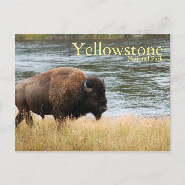 Yellowstone National Park, Bison Postcard Vykort (Framsida)