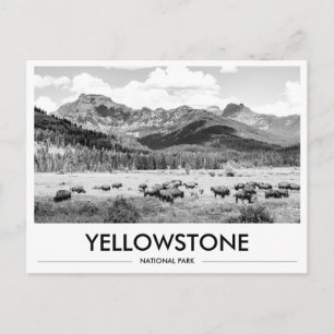 Yellowstone National Park Bison Svart & Vitt Vykort