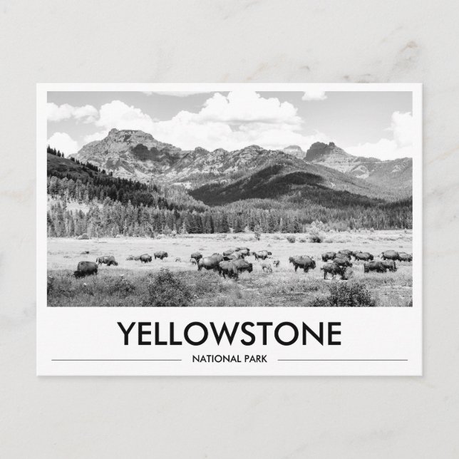 Yellowstone National Park Bison Svart & Vitt Vykort (Framsida)