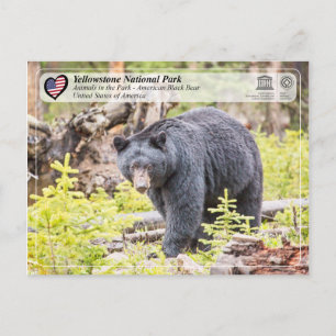 Yellowstone National Park - Black Bear Vykort