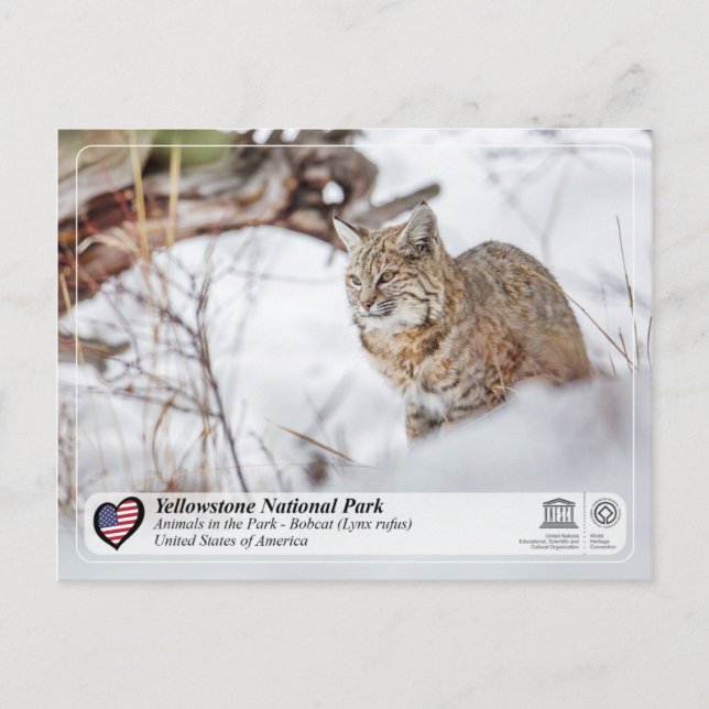 Yellowstone National Park - Bobcat Vykort (Framsida)