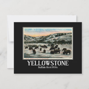 Yellowstone National Park, Buffalo Herd 1930-talet Vykort