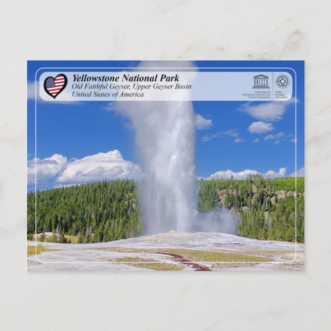 Yellowstone National Park - Gamle Faithful Geyser Vykort (Framsida)