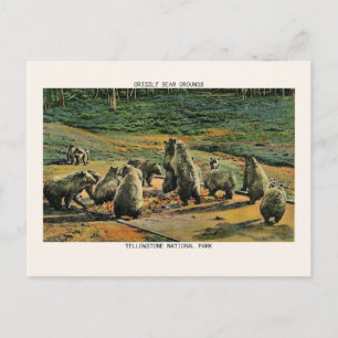 Yellowstone National Park Grizzly Bear Grounds Vykort