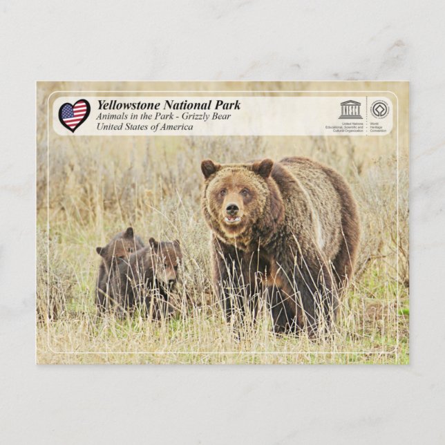 Yellowstone National Park - Grizzly Bear Vykort (Framsida)