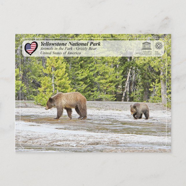 Yellowstone National Park - Grizzly Bear Vykort (Framsida)
