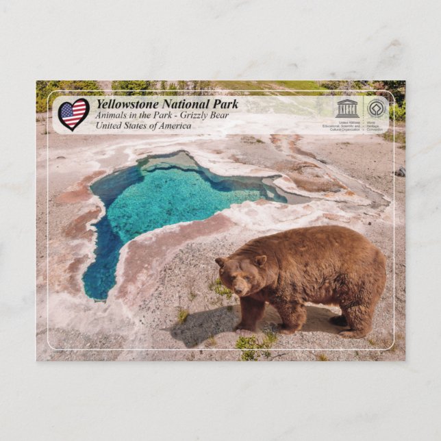 Yellowstone National Park - Grizzly Bear Vykort (Framsida)