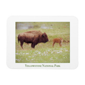 Yellowstone National Park-magnet med bison och kal Magnet
