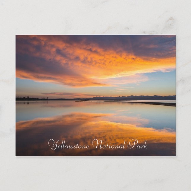 Yellowstone National Park Montana Postcard Vykort (Framsida)