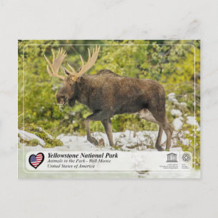 Yellowstone National Park - Moose Vykort