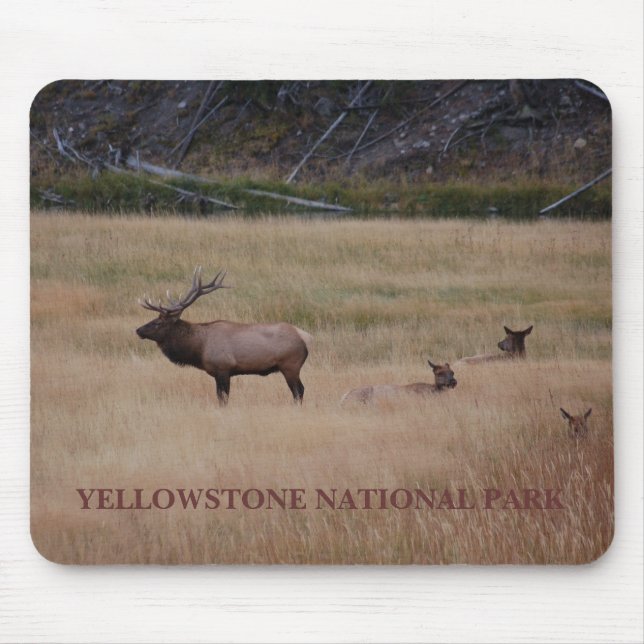YELLOWSTONE NATIONAL PARK MUSMATTA (Framsidan)
