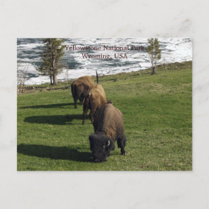 Yellowstone National Park Postcards Bison Winter Vykort