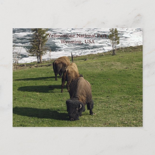 Yellowstone National Park Postcards Bison Winter Vykort (Framsida)