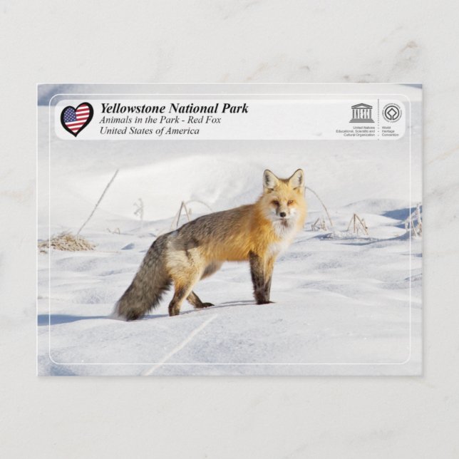 Yellowstone National Park - Red Fox Vykort (Framsida)