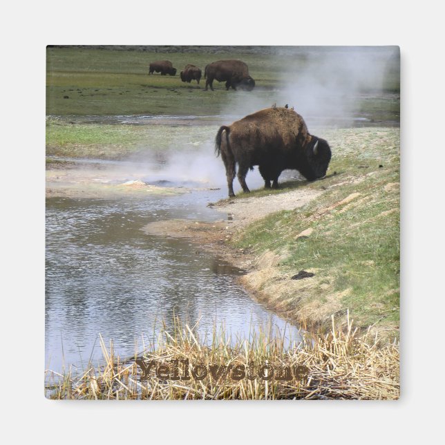 Yellowstone National Park Square Magnet (Framsidan)