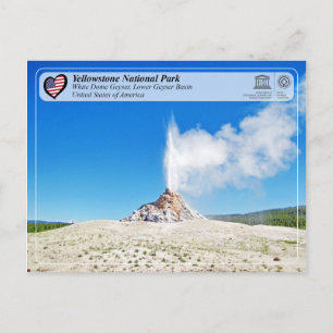 Yellowstone National Park - White Dome Geyser Vykort