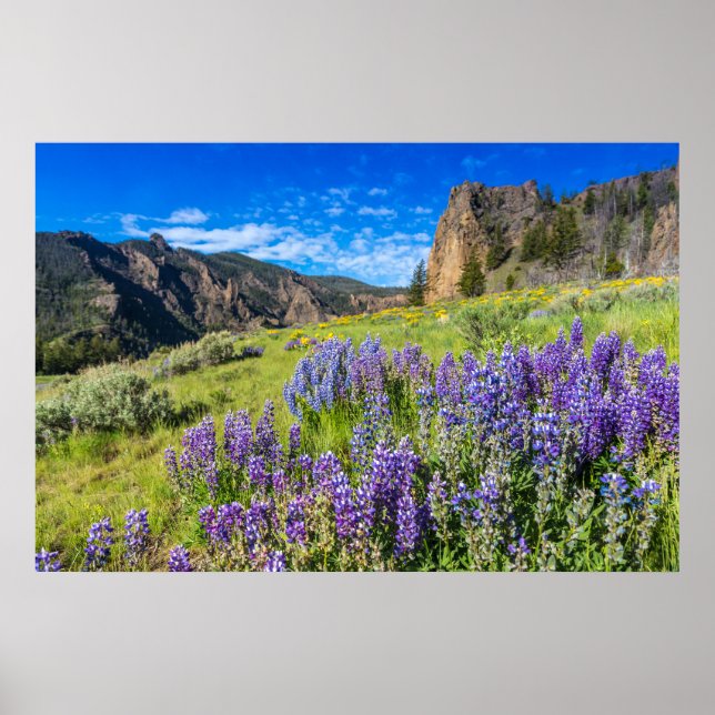 Yellowstone National Park Wildblommcape Landcape Poster (Framsidan)