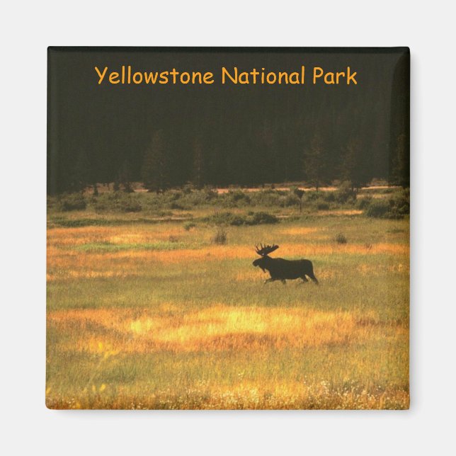 Yellowstone nationalpark Bull Moose Magnet (Framsidan)