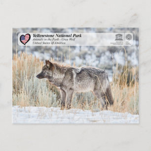 Yellowstone nationalpark - Grått Varg Vykort